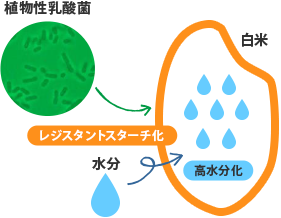 植物性乳酸菌の発酵でお米表面をレジスタントスターチ化
