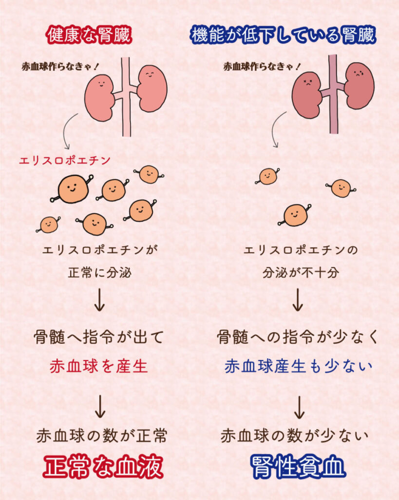 すき焼き 糸こんにゃく